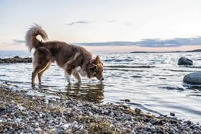 Hund am Strand im Meer