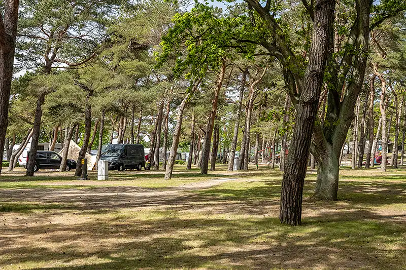 Campingplatz mit Kiefern und Wohnmobilen